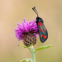 Six Spot Burnet Moth 